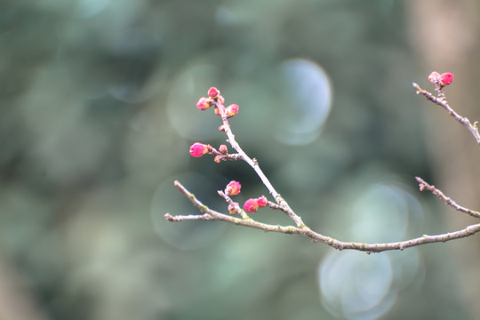 花枝俏