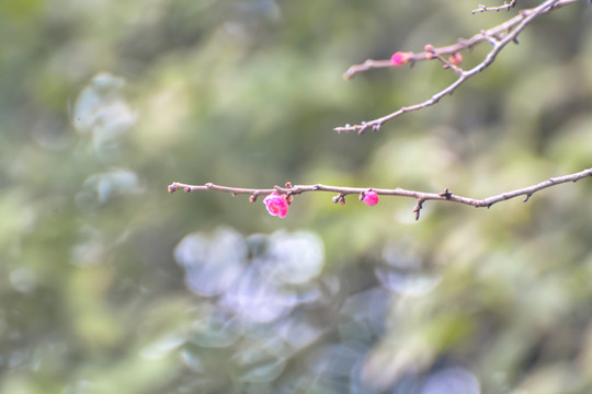 花枝俏