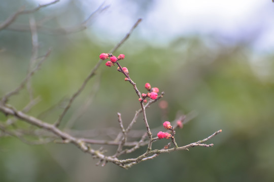 花枝俏