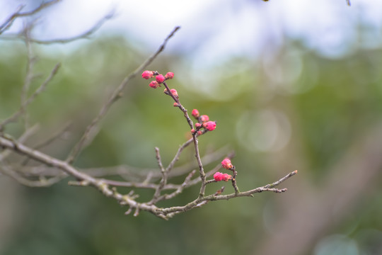 花枝俏