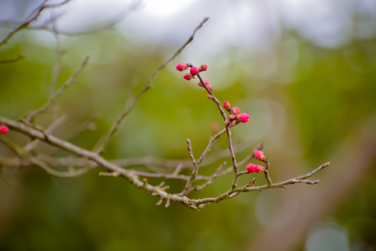 花枝俏