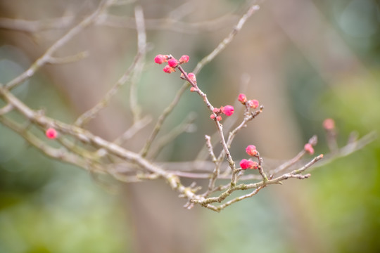 花枝俏