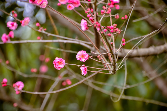 花枝俏