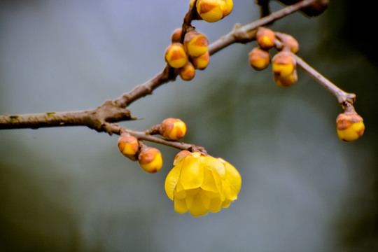 腊梅花