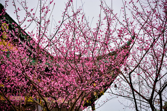 梅花和庙角