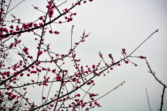 花枝俏