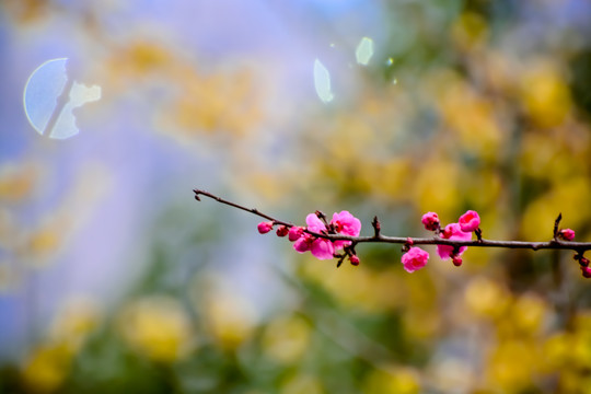 花枝俏