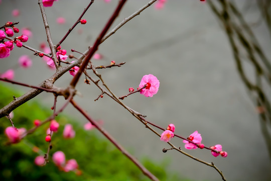 花枝俏