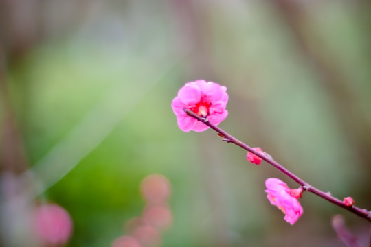 花枝俏