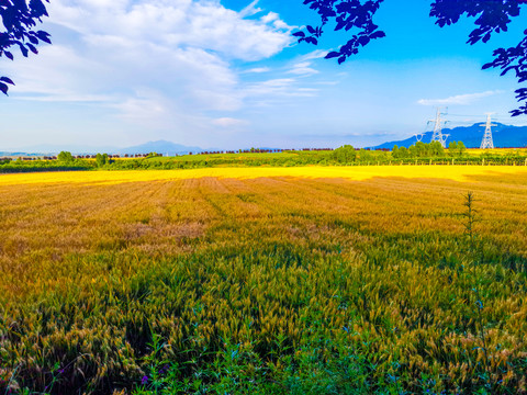 上堡子麦收时节高清小麦田