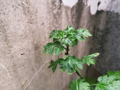 野菊的叶子