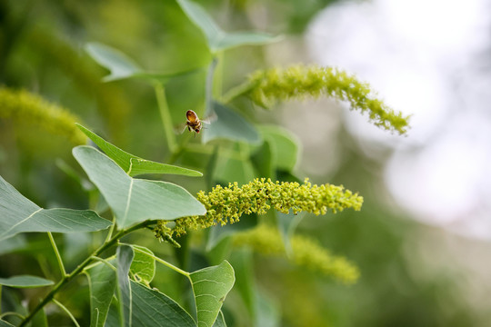 蜜蜂