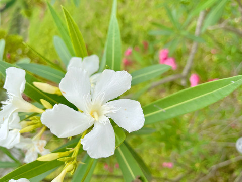 白花夹竹桃