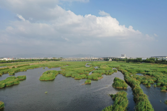 青岛城阳白沙河芦苇荡