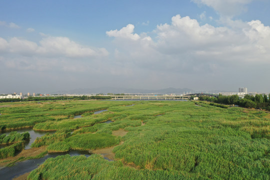 青岛城阳白沙河芦苇荡