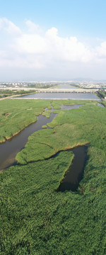 青岛城阳白沙河芦苇荡