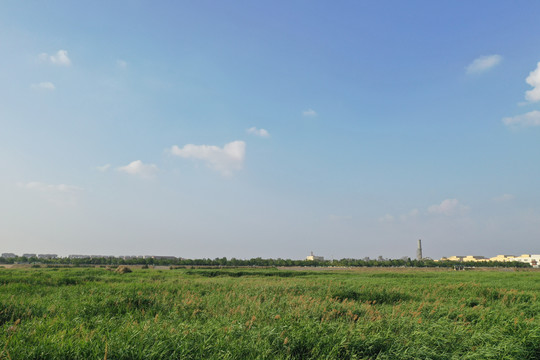 青岛城阳白沙河芦苇荡