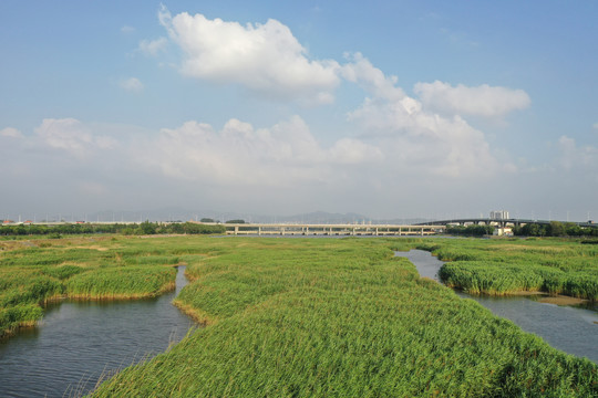 青岛城阳白沙河芦苇荡