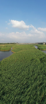 青岛城阳白沙河芦苇荡