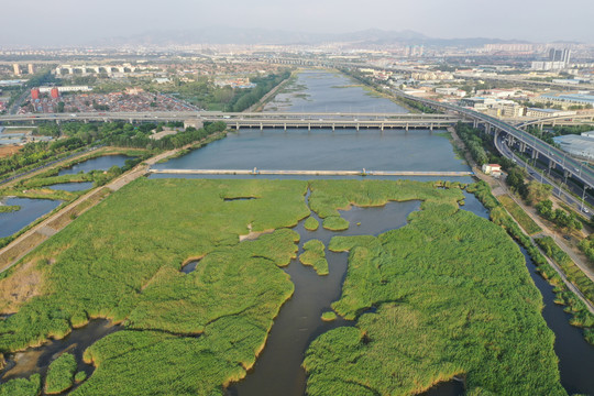 青岛城阳白沙河芦苇荡