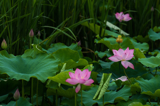 荷花