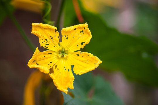 丝瓜花