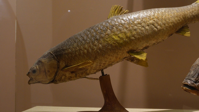 鱼类标本鱼类雕塑雕像