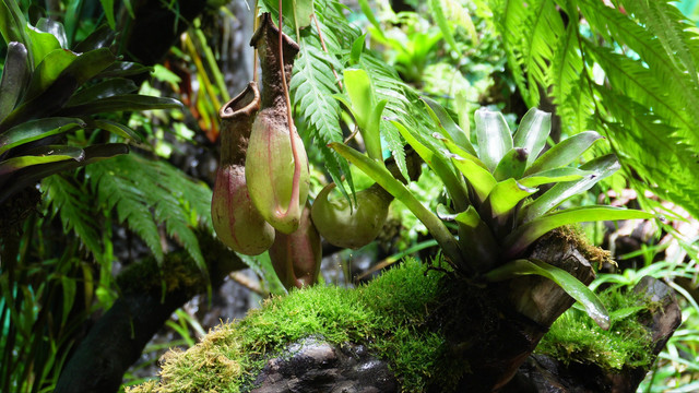 猪笼草食虫草珍稀植物热带雨林