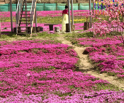 铺满鲜花的小路