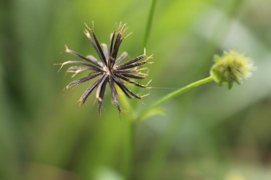 蟹钳草呀