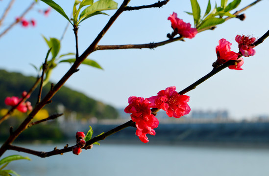 桃花满枝头