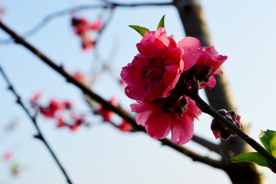 桃花满枝头