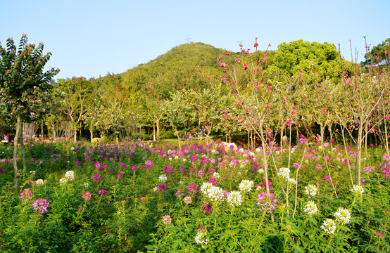 田园风光