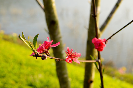 桃花满枝头