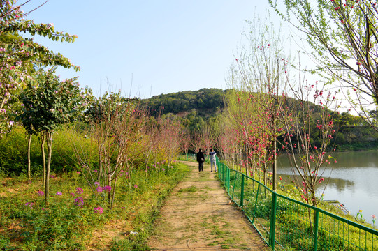 春来桃花满枝头