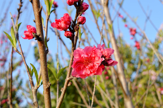 春来桃花满枝头