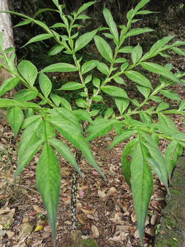 魔芋植物