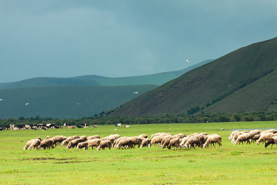阳光草原羊群牛群