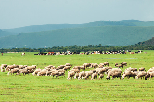 草原牧场羊群吃草牛群