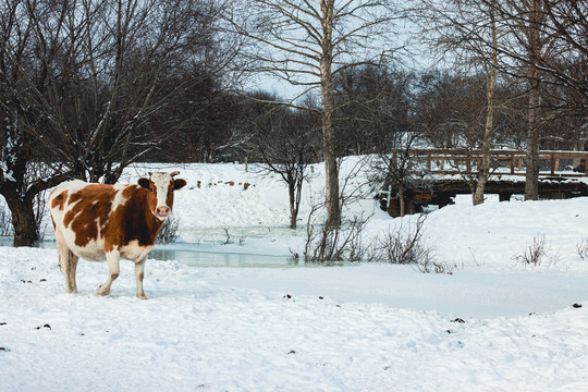 雪地乡村小桥奶牛