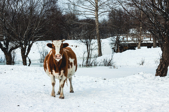 雪地一头牛小桥小河