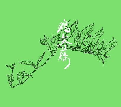 雞矢藤