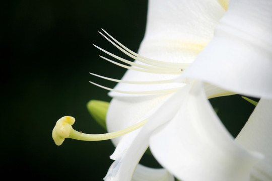 百合花