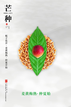 芒種