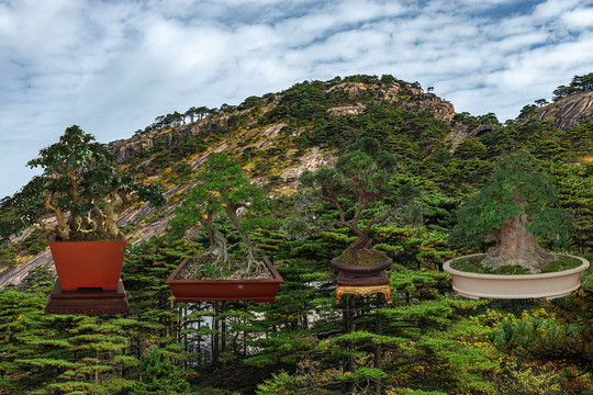 黄山盆景