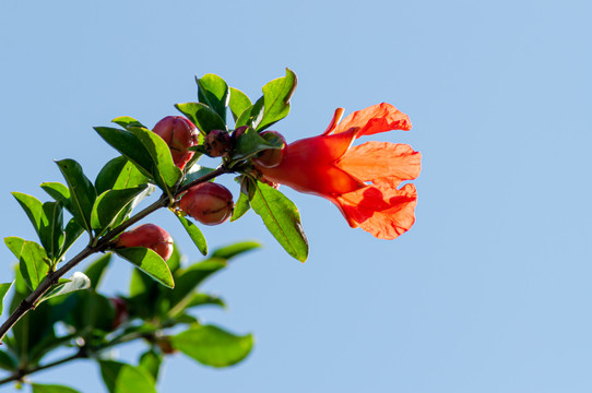 石榴花特写