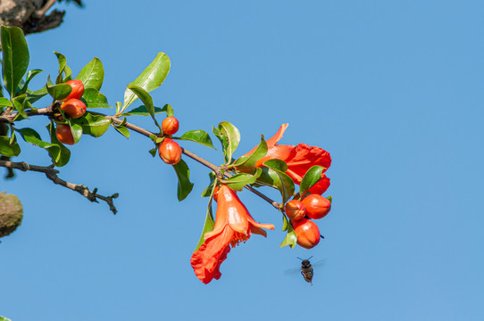 石榴花