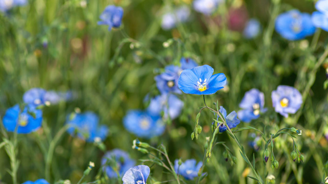 宿根亚麻花