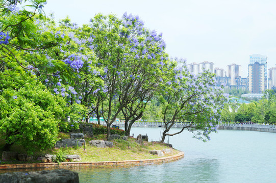 蓝花楹