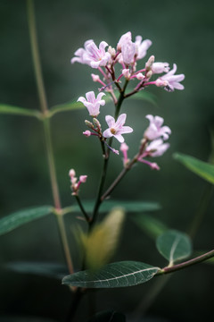 罗布麻